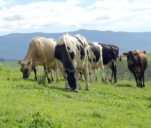 ACCC dairy industry investigation announced
